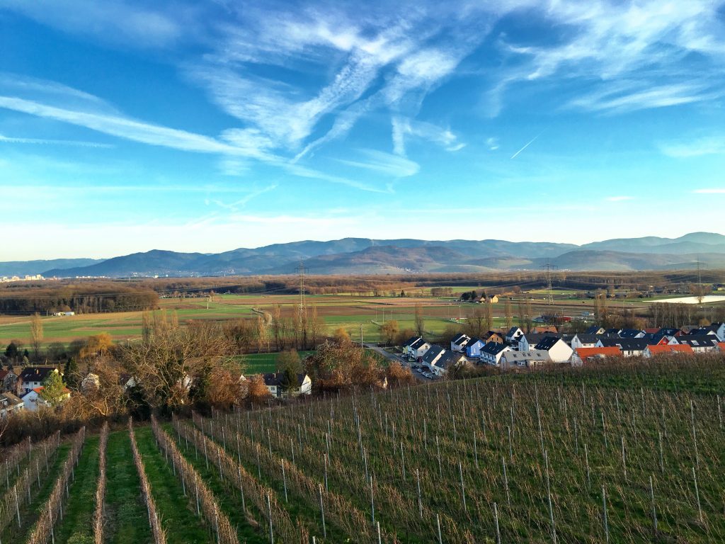 Baden wine region Freiburg Germany lookout view vine yard