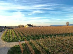 Baden wine region Freiburg Germany lookout view yellow house