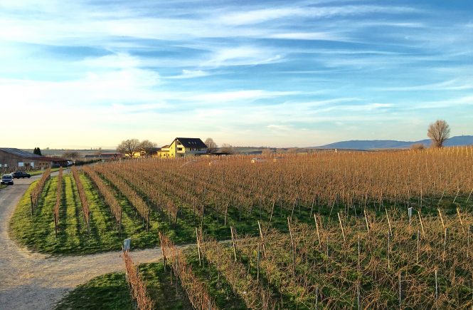 Baden wine region Freiburg Germany lookout view yellow house