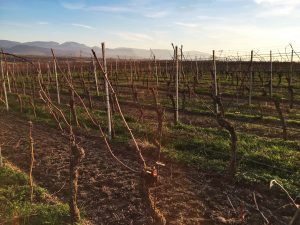 Baden wine region Freiburg Germany lookout view vineyard grapes