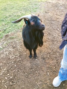 Mundenhof Animal Park Scene Germany Goat Petting Zoo.jpg