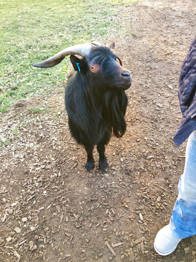 Mundenhof Animal Park Scene Germany Goat Petting Zoo.jpg