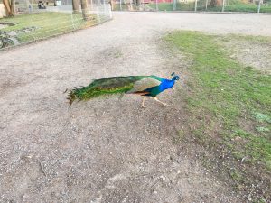 Mundenhof Animal Park Scene Germany Peacock Petting Zoo