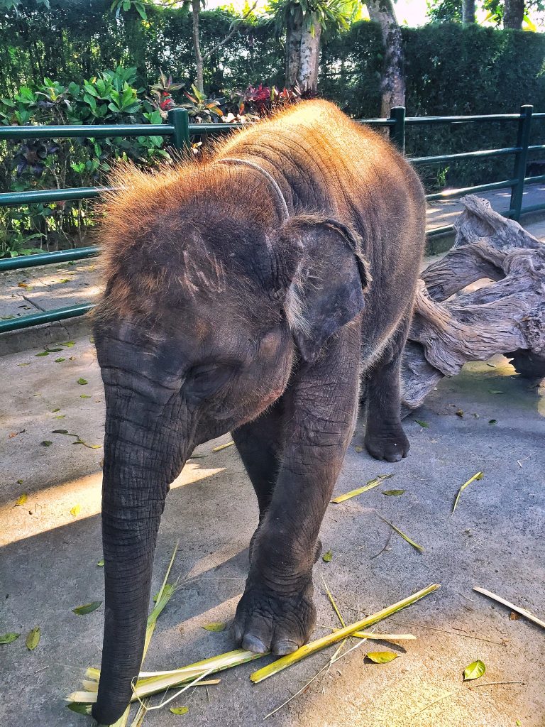 baby elephant bali