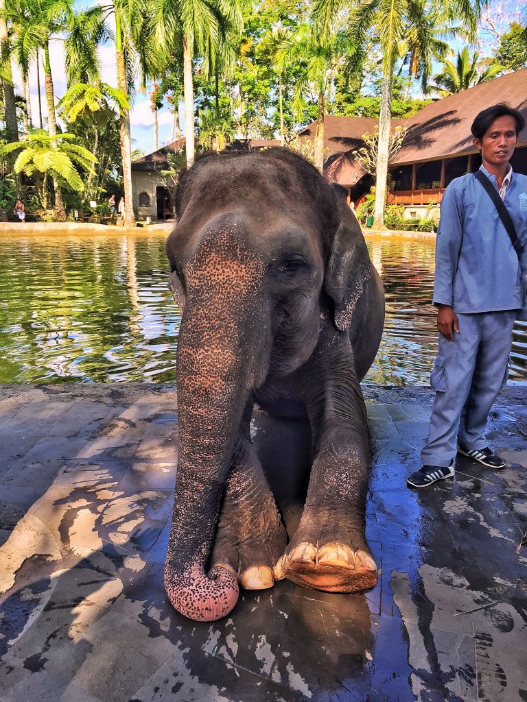 elephant safari park taro ubud balli