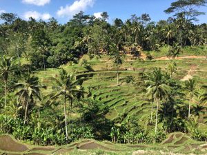 Tegallalang Rice Terraces in Bali
