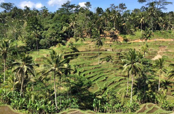 Tegallalang Rice Terraces in Bali