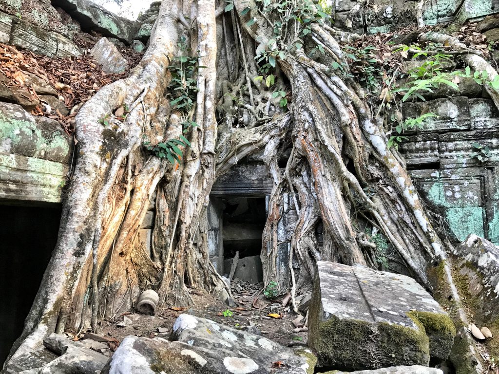 Angkor wat siem reap cambodia tree